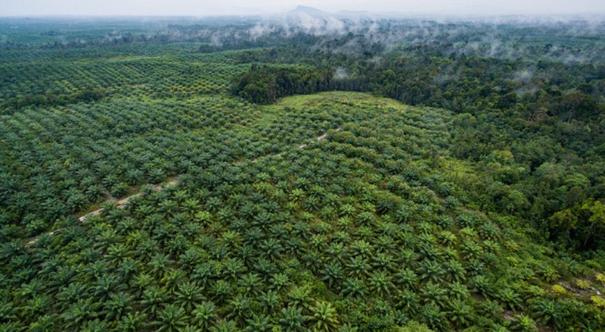 Por que evitar óleo de Palma