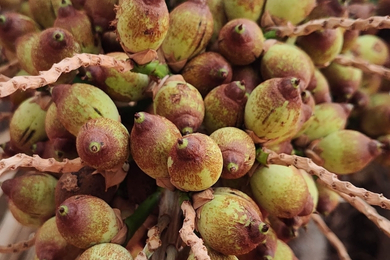 Você conhece o óleo de Licuri?